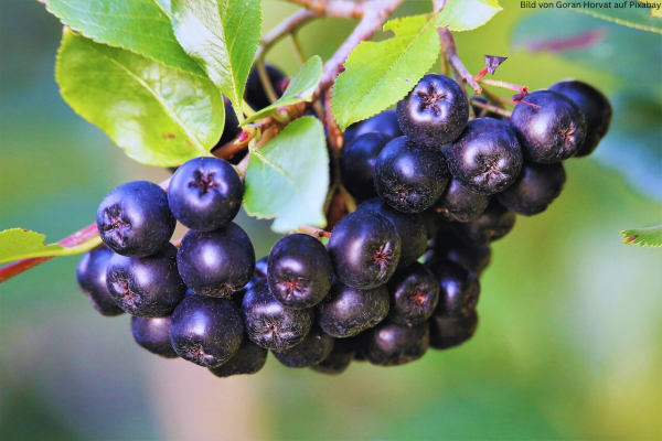 Natural Vitamin C from the Aronia Berry: The Healthy Choice for Your Immune System - Natural Vitamin C from the Aronia Berry: The Healthy Choice for Your Immune System